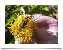 Hoverfly - James Leslie